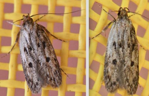 Réf. 325 717 : Hofmannophila pseudospretella